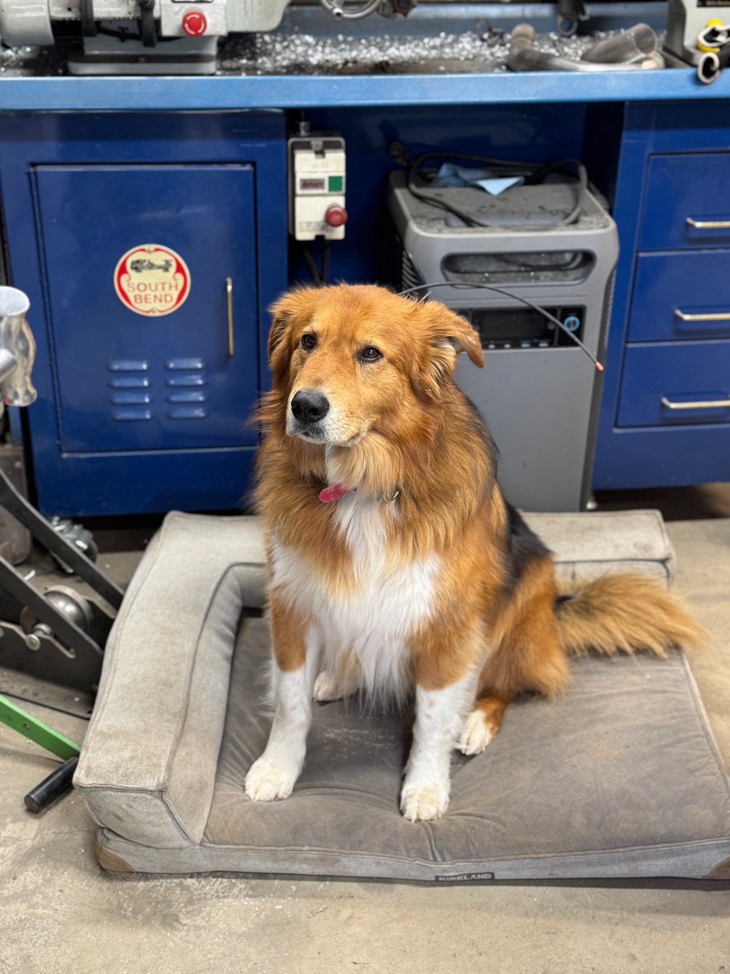 Spirit Dogs Long Sleeve