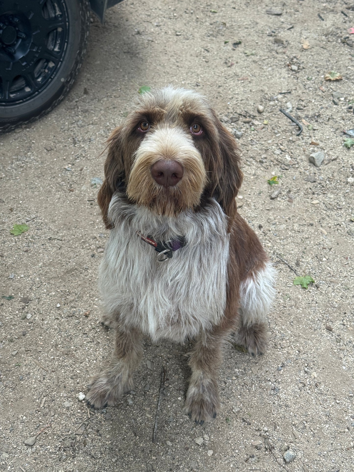 Spirit Dogs Long Sleeve